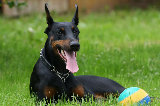 Doberman with his ball sitting on the grass