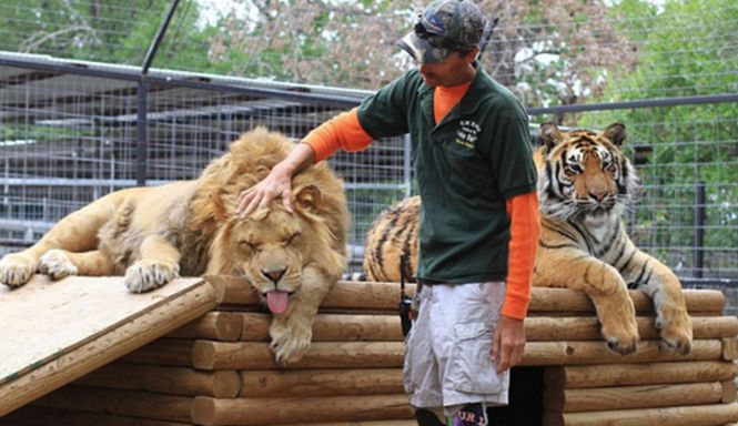 Image result for tiger vs lion size