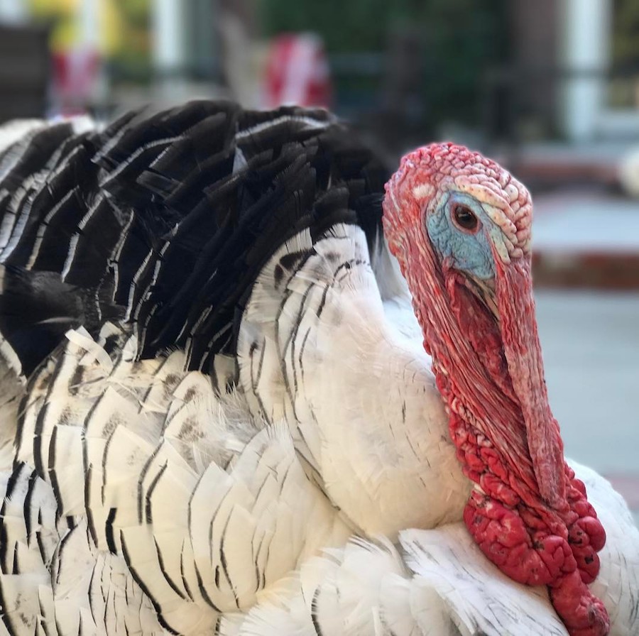 Image result for albert the turkey