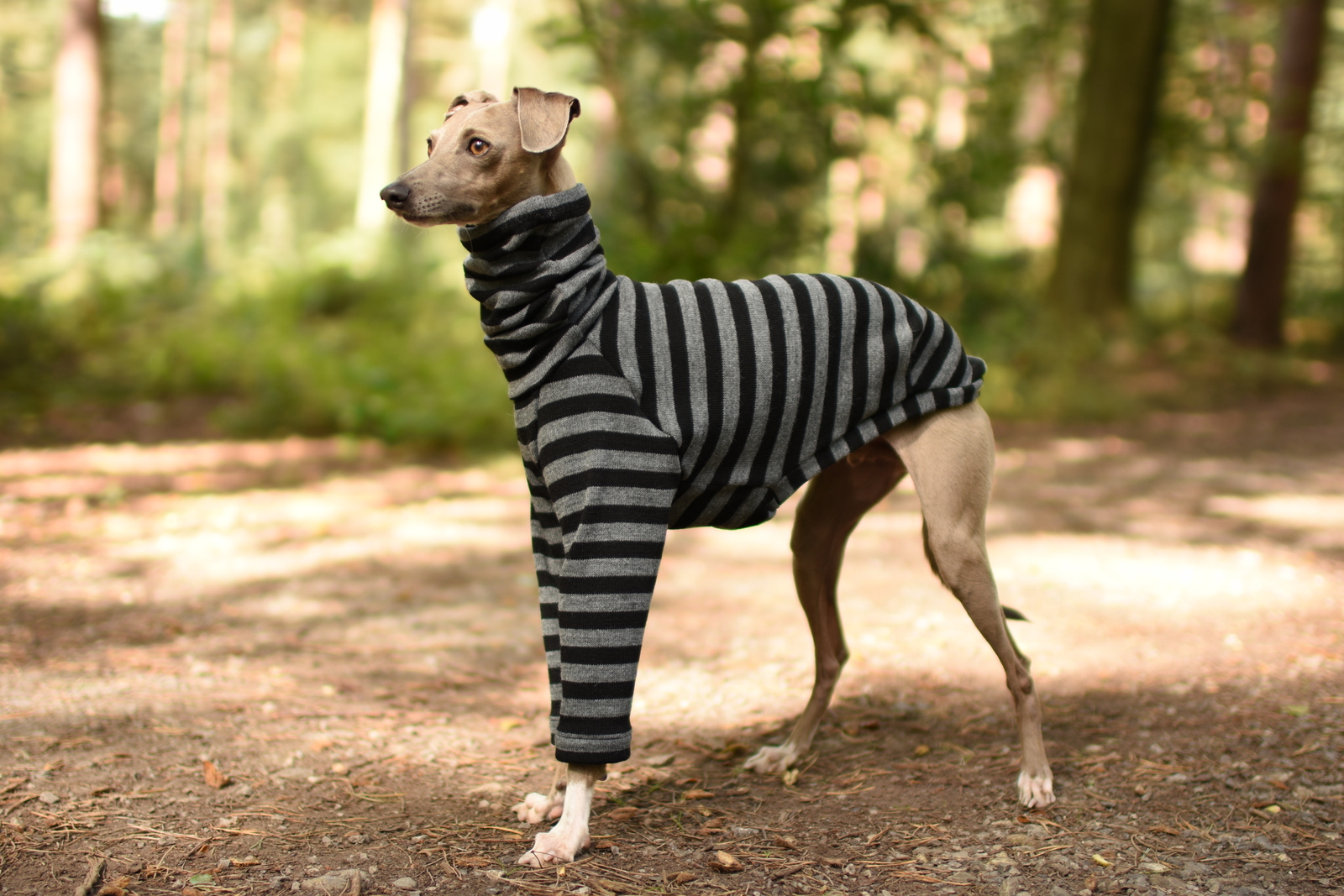 Image result for italian greyhound