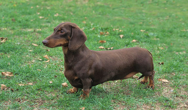 Image result for dachshund