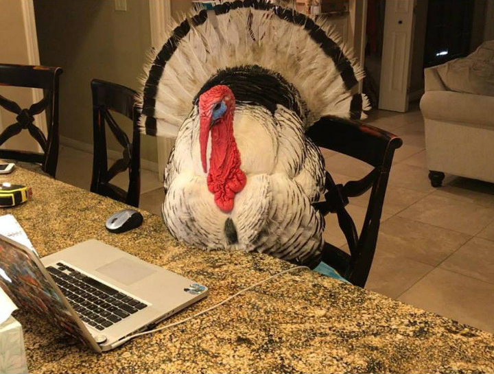 Albert the Turkey at Kitchen Counter