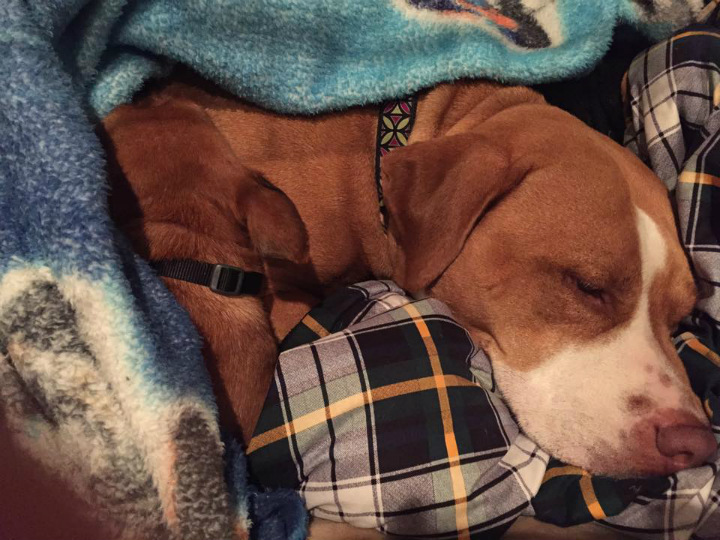 Merrill Recovering from Surgery - Pit Bull Rescue Story