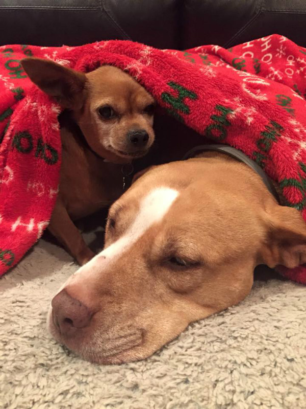 Merrill and Taco - Pit Bull Rescue Story