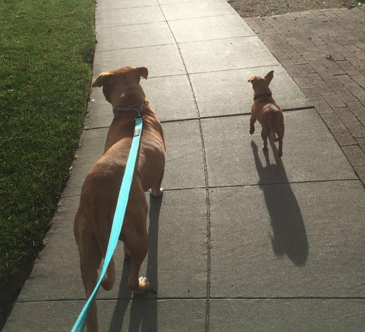 Merrill and Taco on a Walk - Pit Bull Rescue Story