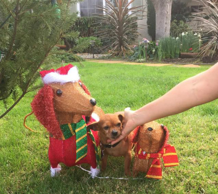 Taco Dressed Up for Christmas - Pit Bull Rescue Story