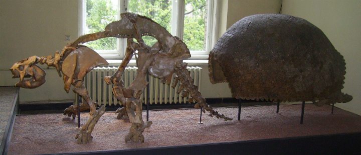 Glyptodont fossil