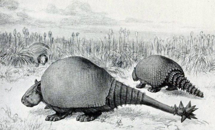 Prehistoric extinct glyptodont 