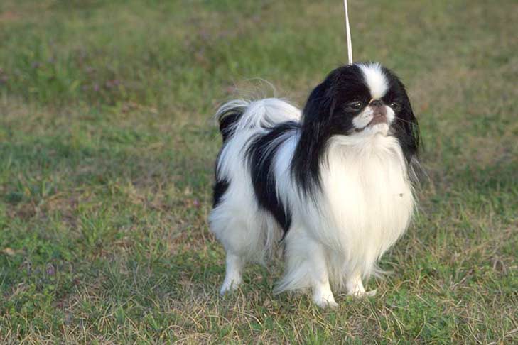 Image result for japanese chin