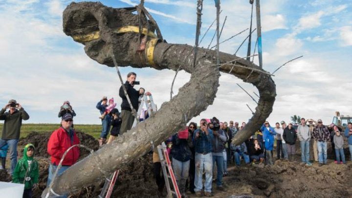 Farmer's mysterious discovery - Bristle Mammoth