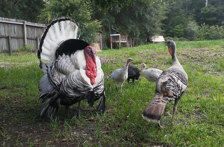 Albert the Turkey