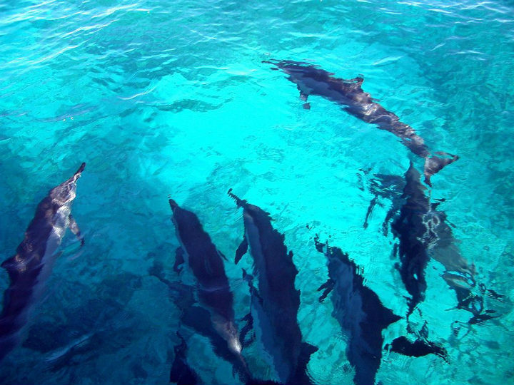 dolphins