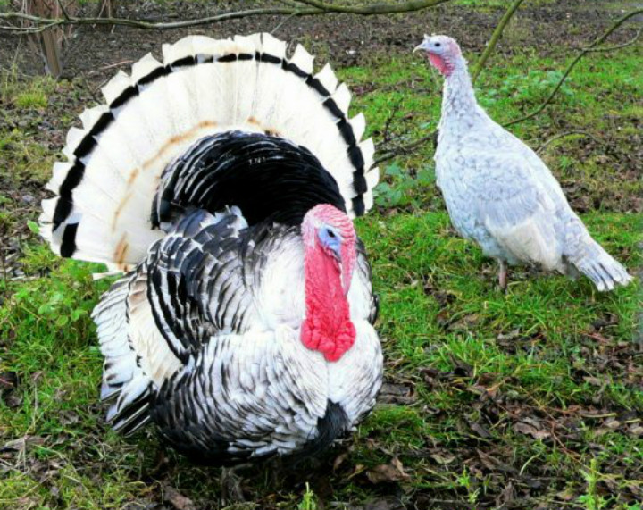 Image result for turkey albert