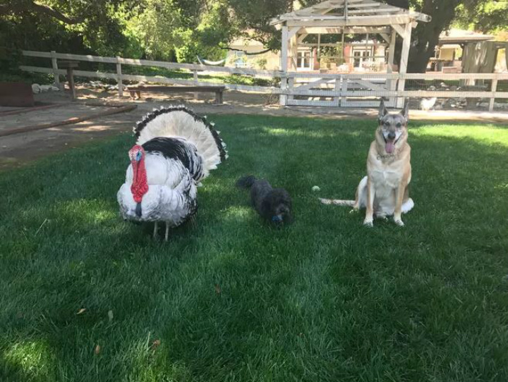 Albert the Turkey, Dexter and London