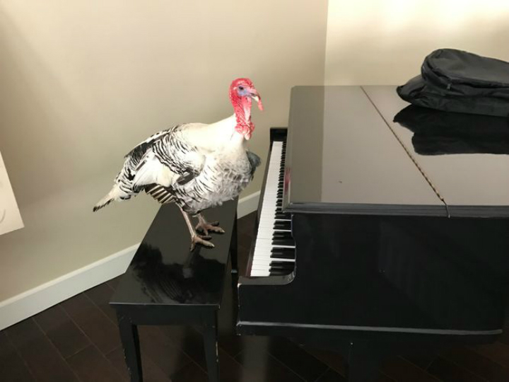 Albert the Turkey By Piano