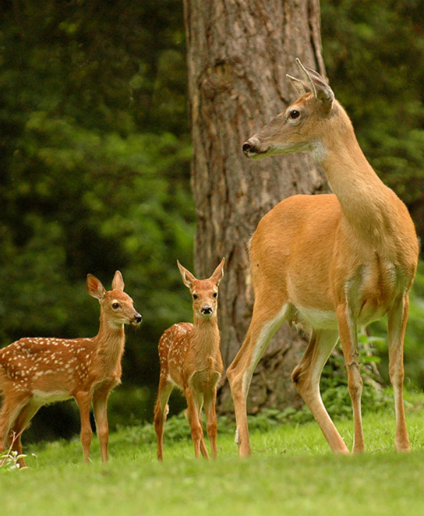 Abandoned Fawn - Moose