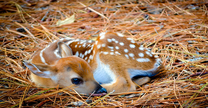 Moose - Abandoned Fawn 