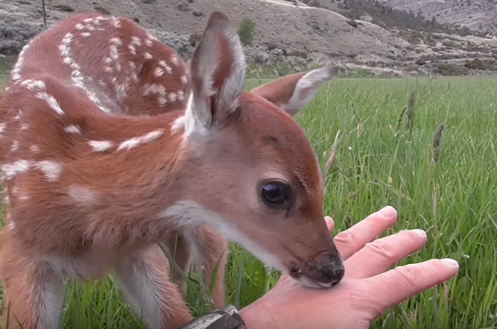 Abandoned Fawn - Moose