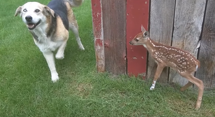 Abandoned Fawn - Moose