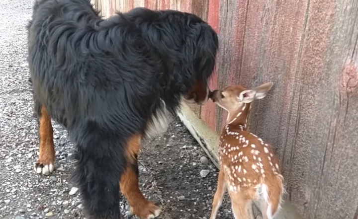 Abandoned Fawn - Moose