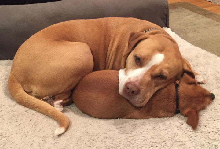 Merrill and Taco Find a Home - Pit Bull Rescue Story