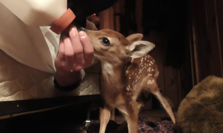 baby deer