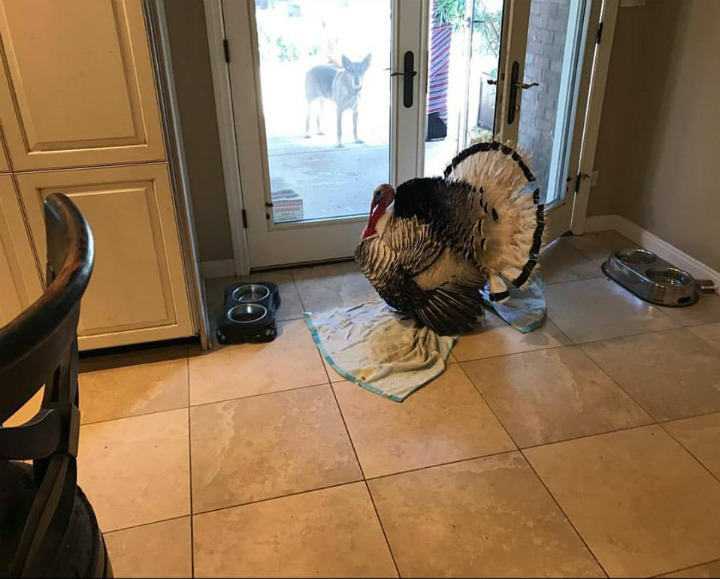 Albert the Turkey