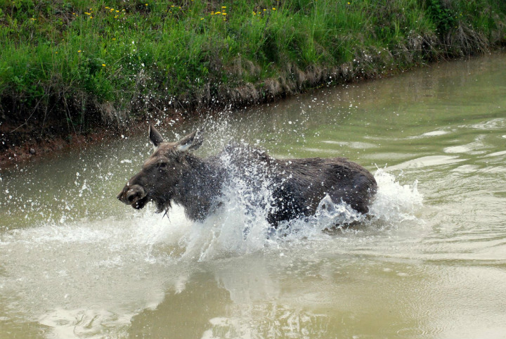 Emma the Moose Swimming with Plucas