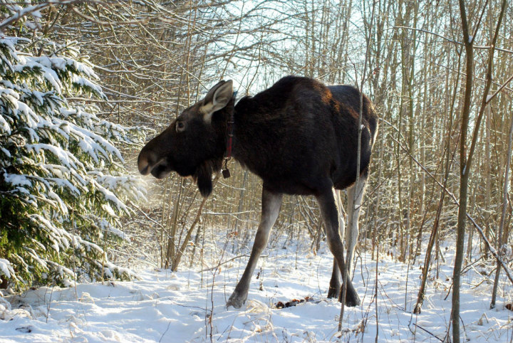 Emma the Moose Needs to Evade Hunters