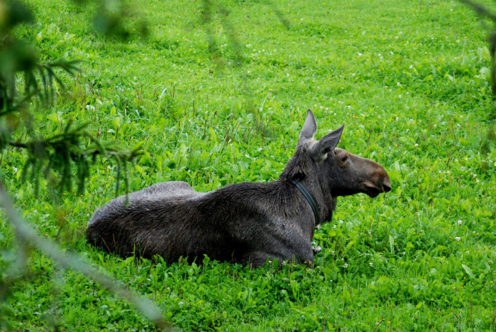 Emma the Moose All Grown Up