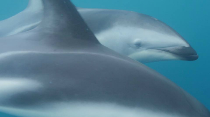 Adam Walker Swimming - Shark and Dolphins