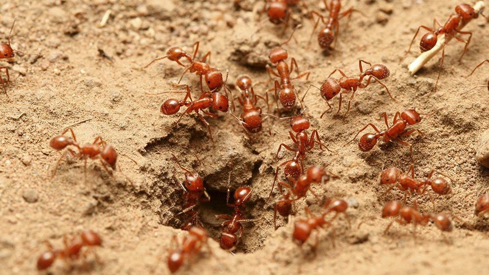 Image result for fire ants