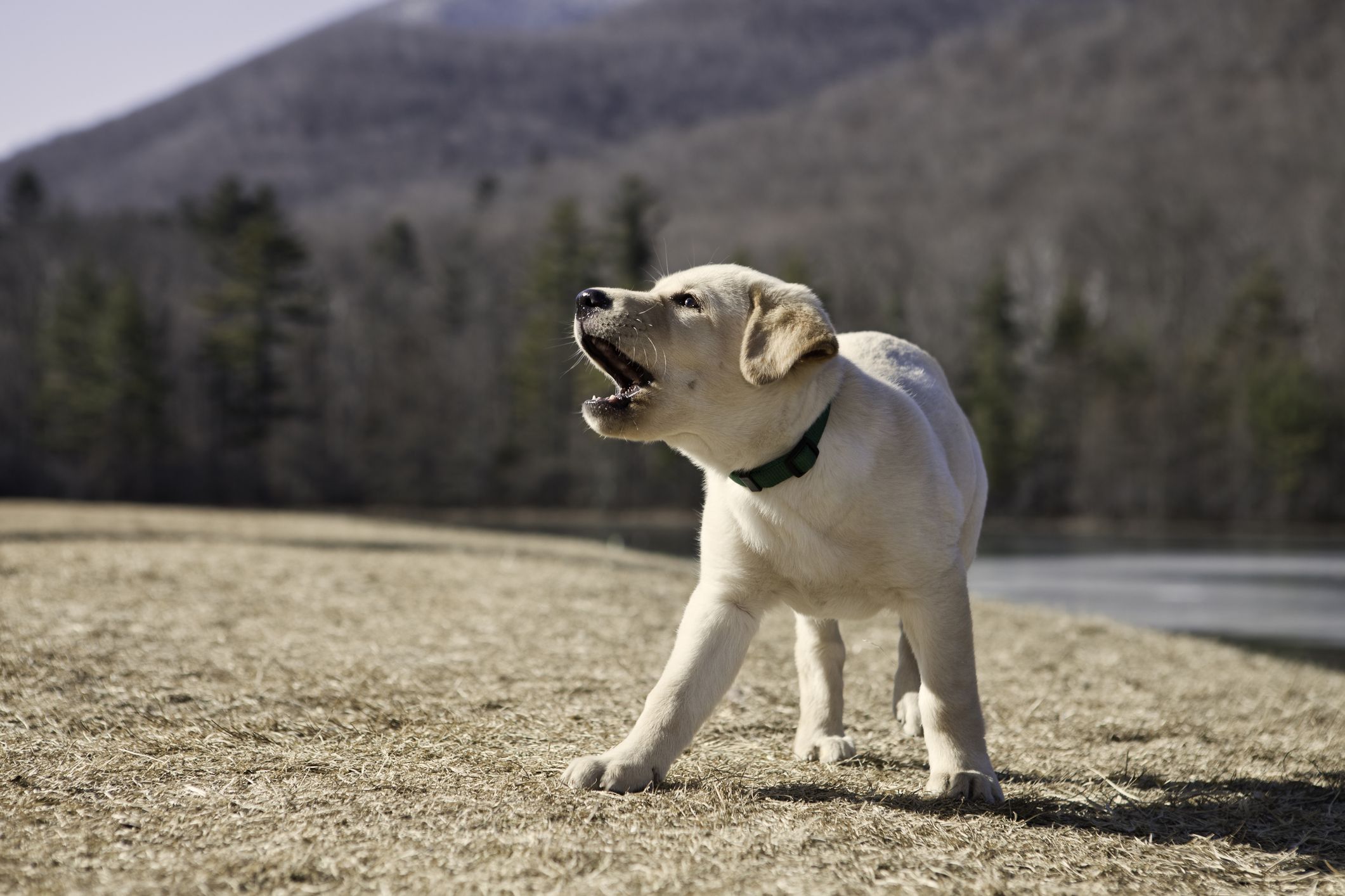 Image result for puppy barking