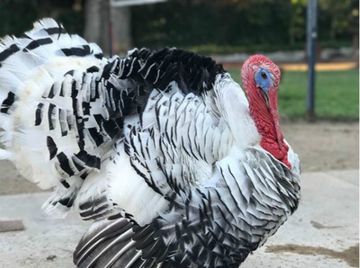 Adopting a Thanksgiving Turkey
