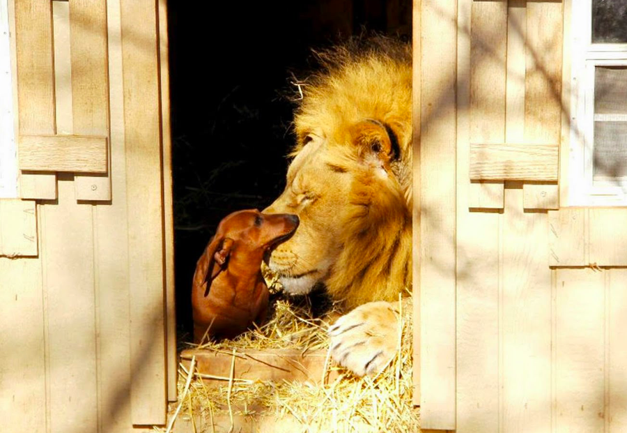 Image result for dachshund lion mane