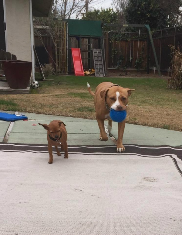 Merrill and Taco Playing - Pit Bull Rescue Story