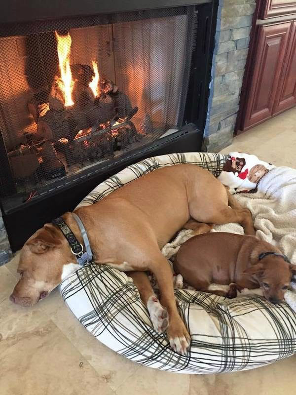 Merrill and Taco Lying Together by Fireplace - Pit Bull Rescue Story