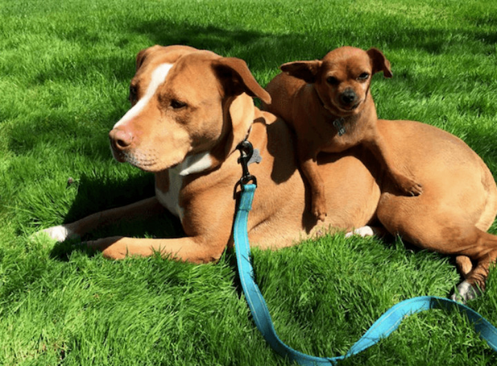 Merrill and Taco Outside Playing - Pit Bull Rescue Story