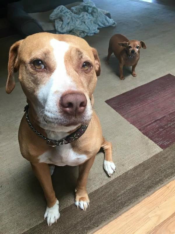 Merrill and Taco - Pit Bull Rescue Story