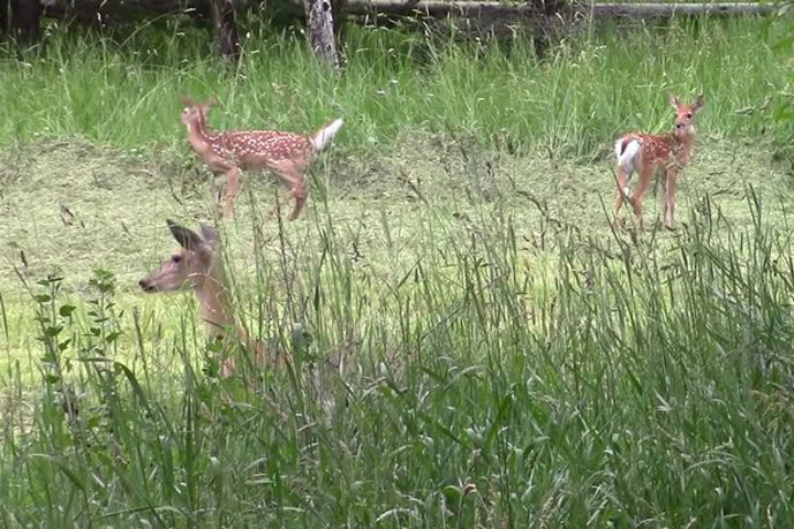 Abandoned Fawn - Moose