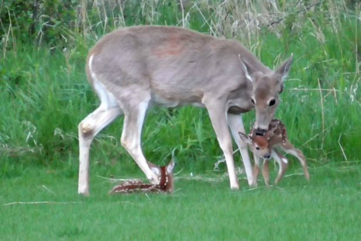 Moose - Fawn Abandoned