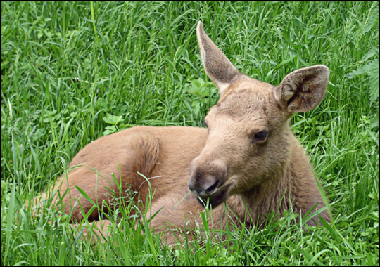 Image result for baby female moose