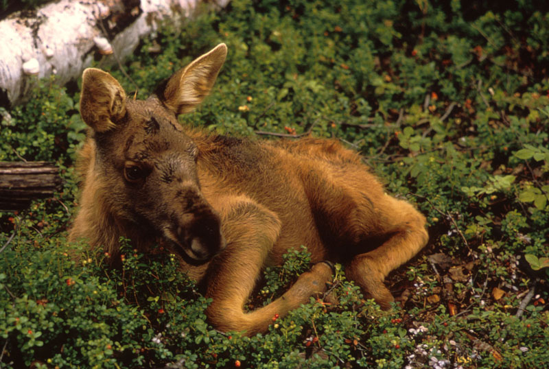 Image result for baby female moose