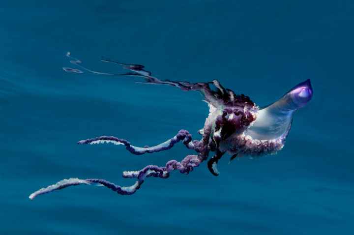 Portuguese Man 'o war - Shark and Dolphins