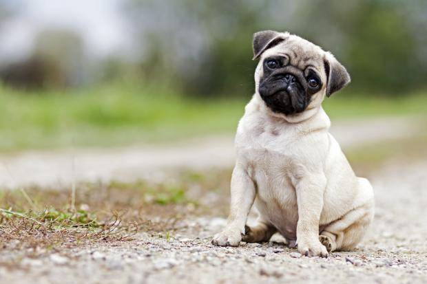 Image result for pugs