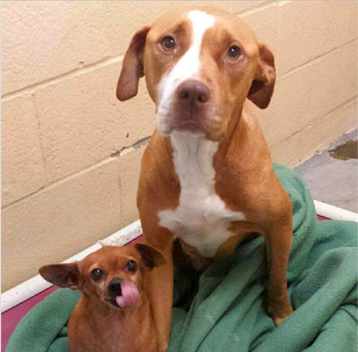 Merrill and Taco at Rocket Dog Rescue - Pit Bull Rescue Story