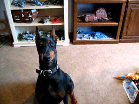 Image result for paralyzed doberman