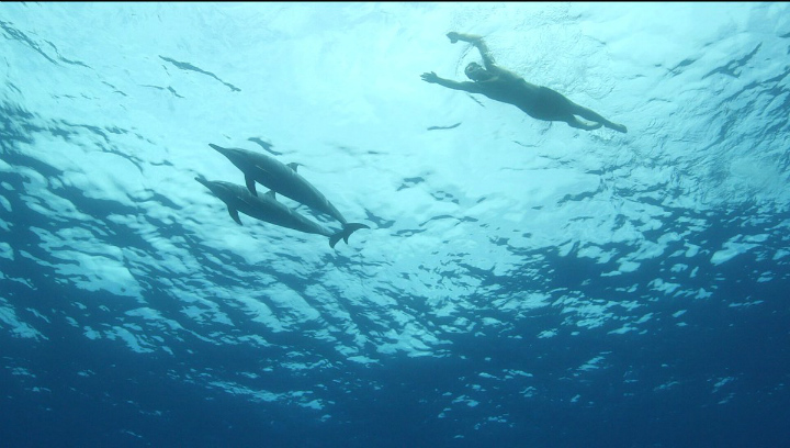 Depths of the Ocean - Shark and Dolphins