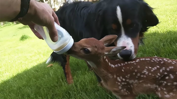 Abandoned Fawn - Moose