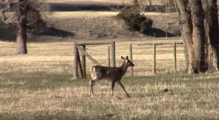 baby deer rescue